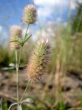 Trifolium arvense