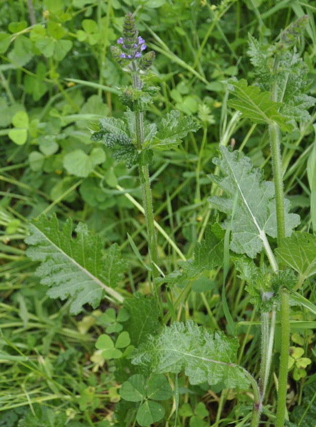 Image of Salvia verbenaca specimen.