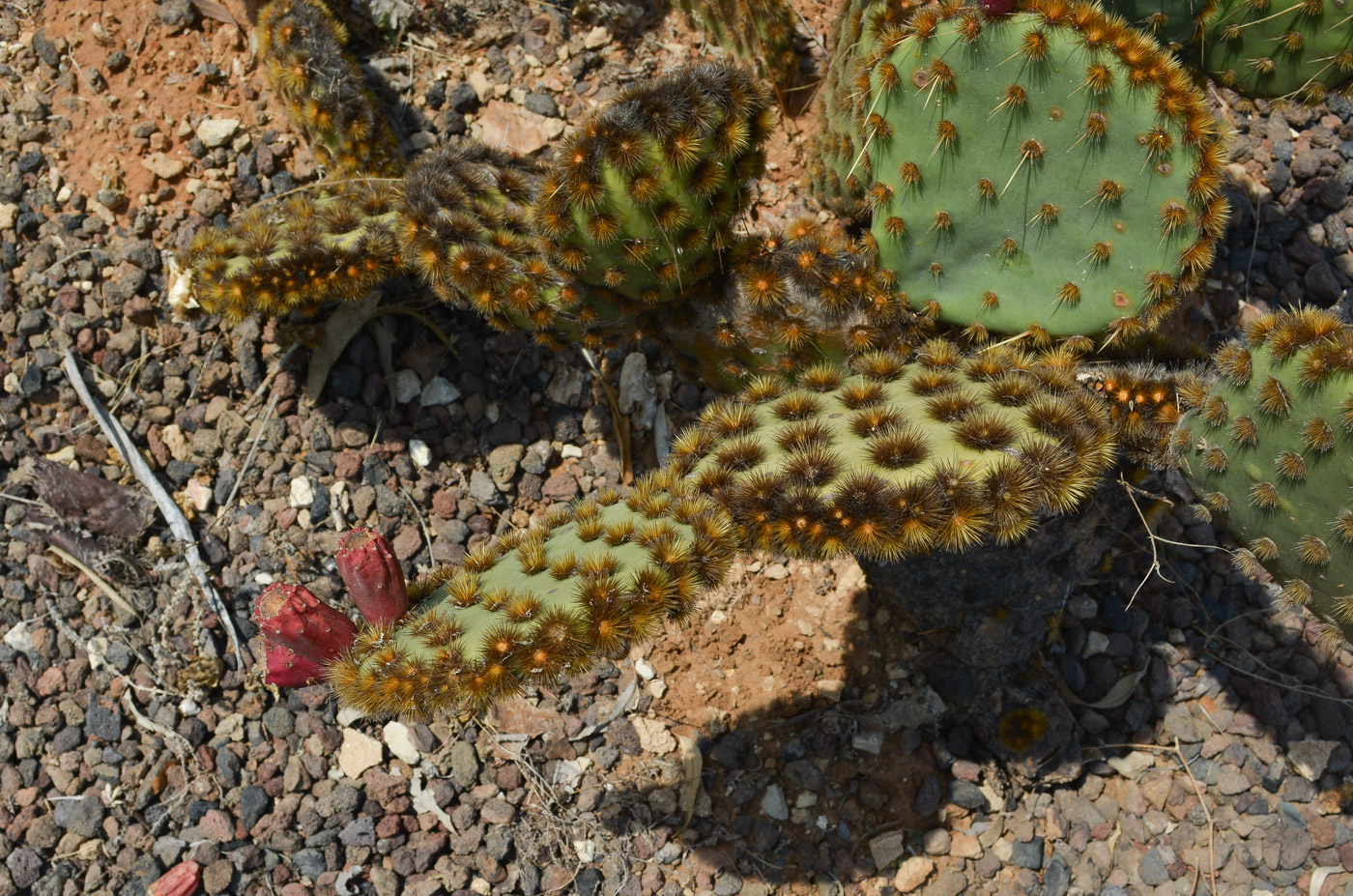 Image of Opuntia aciculata specimen.