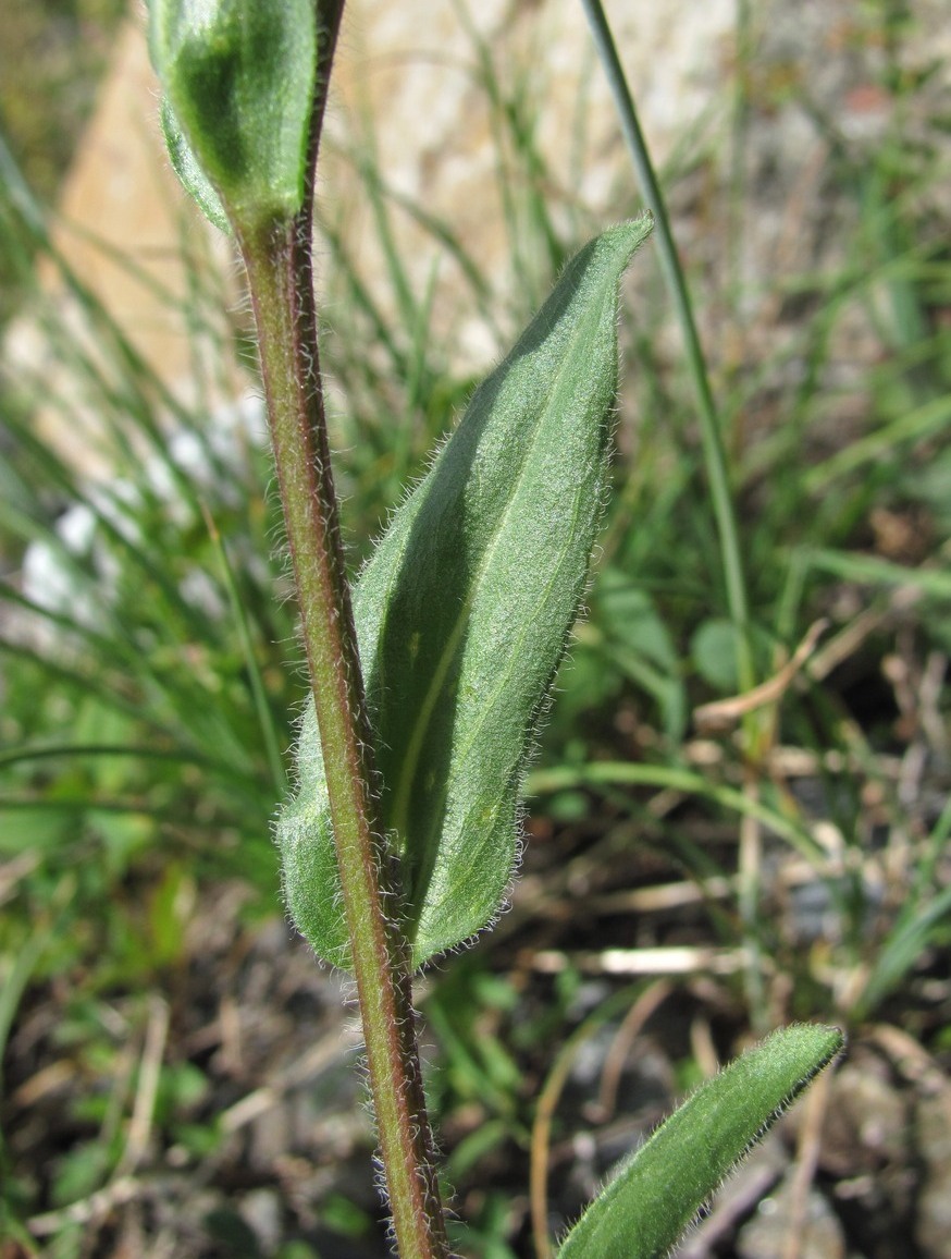 Image of Erigeron caucasicus specimen.