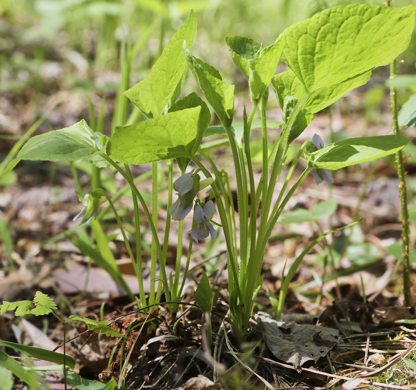 Image of Viola mirabilis specimen.