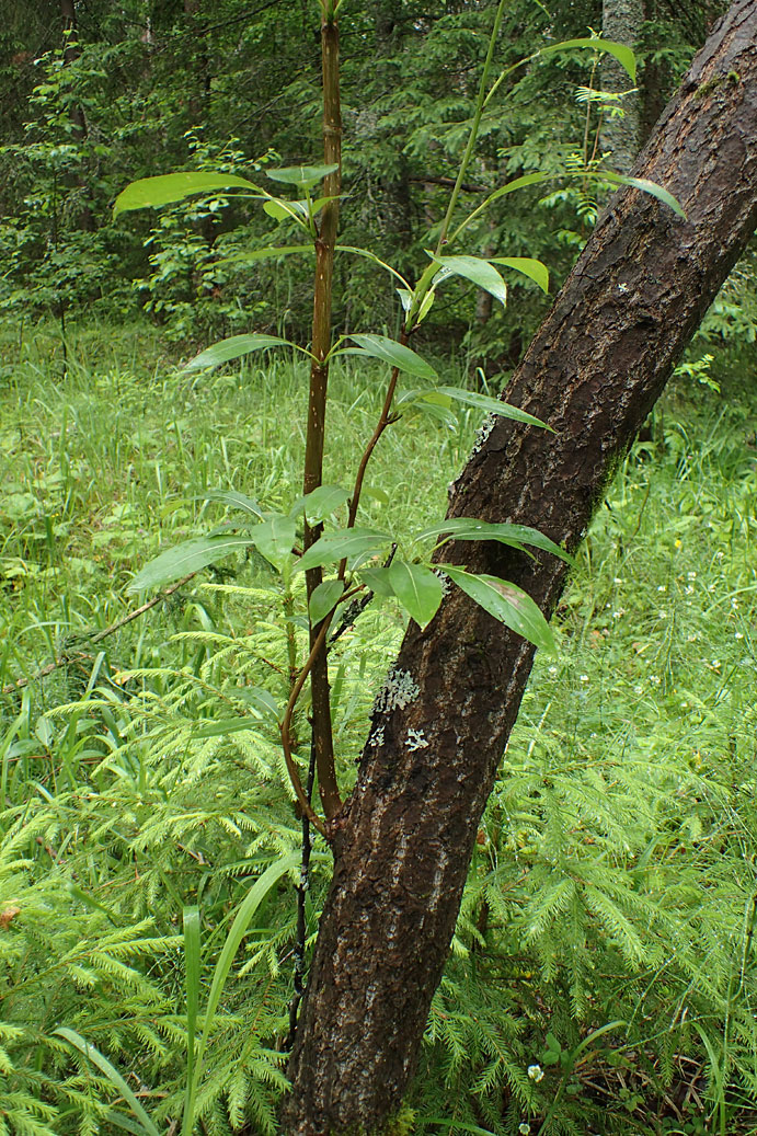 Изображение особи Populus suaveolens.