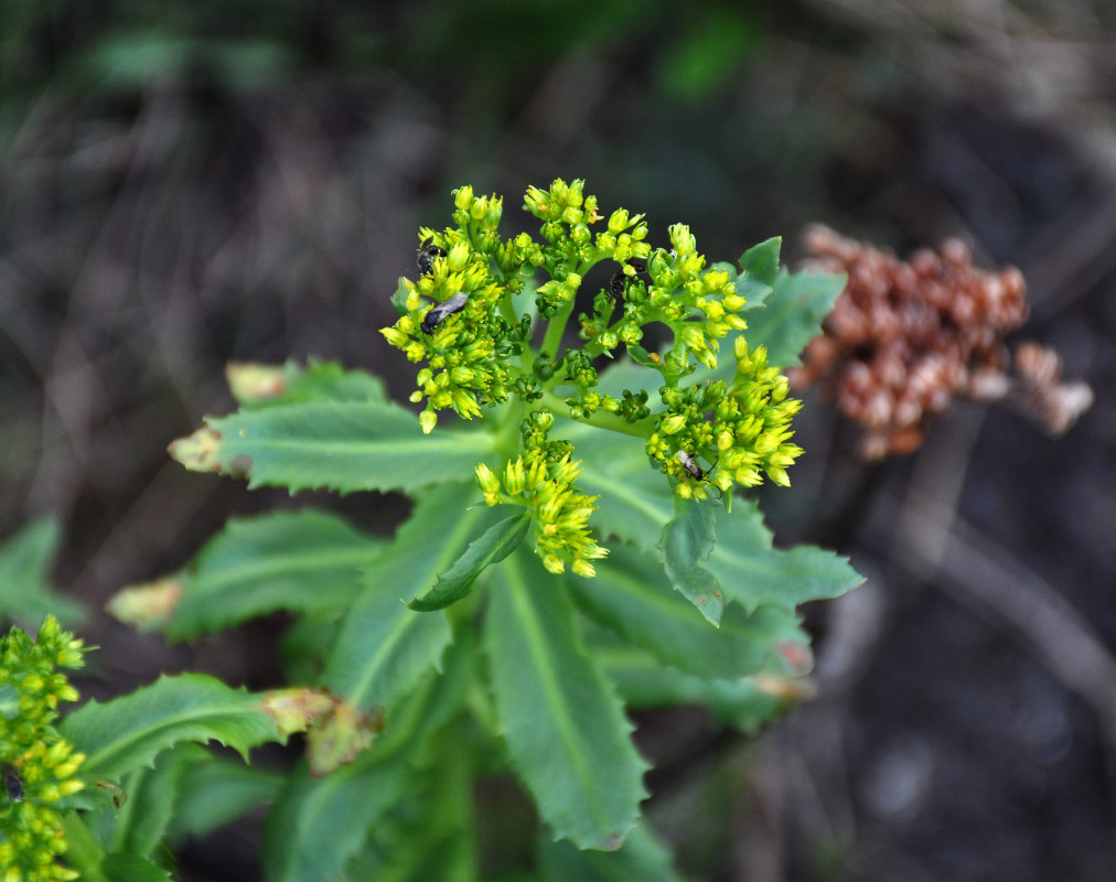 Изображение особи род Rhodiola.