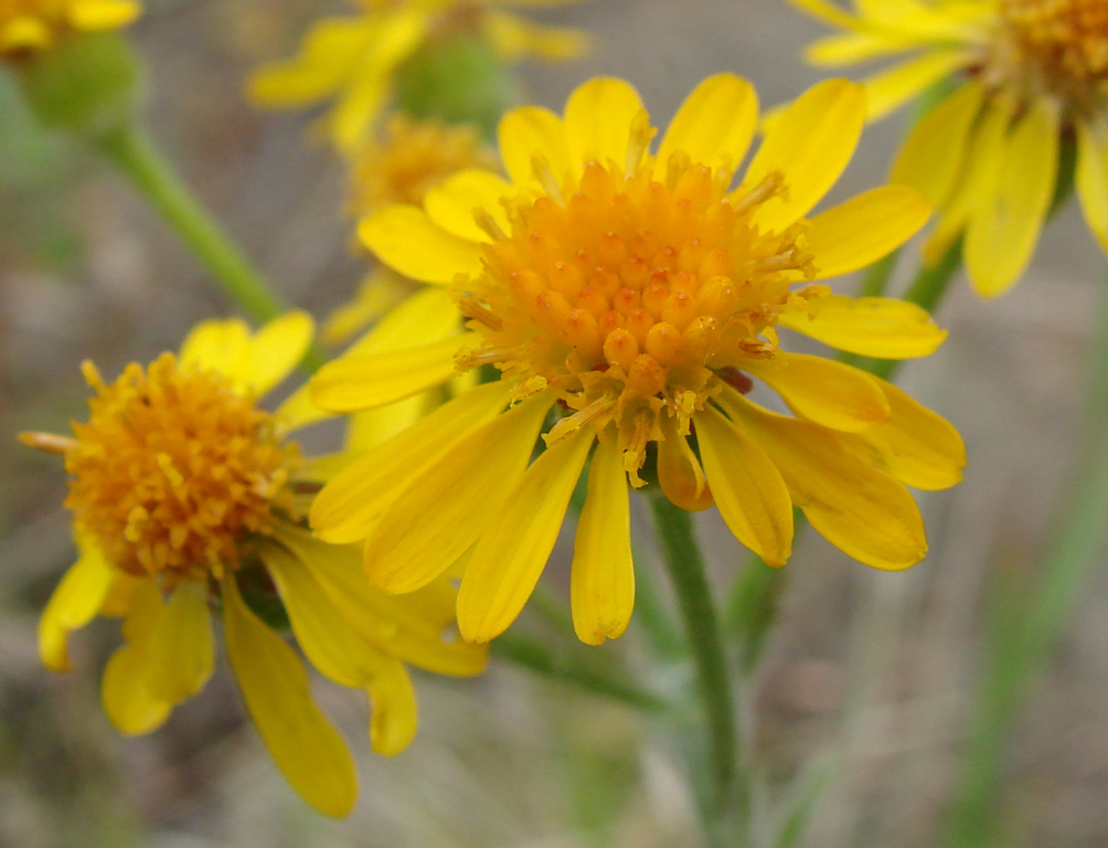 Image of genus Tephroseris specimen.