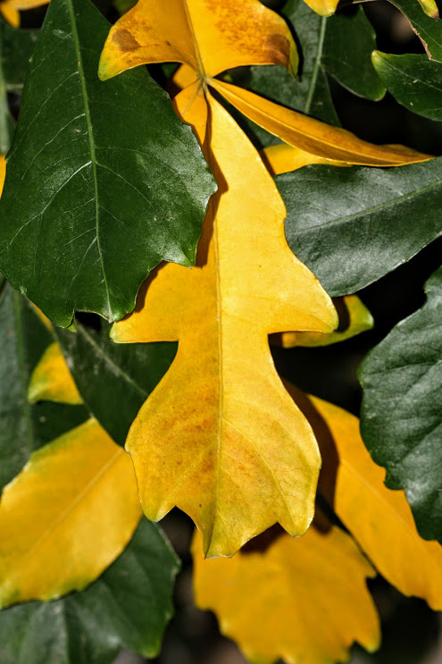 Image of familia Araliaceae specimen.