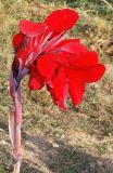 Canna indica