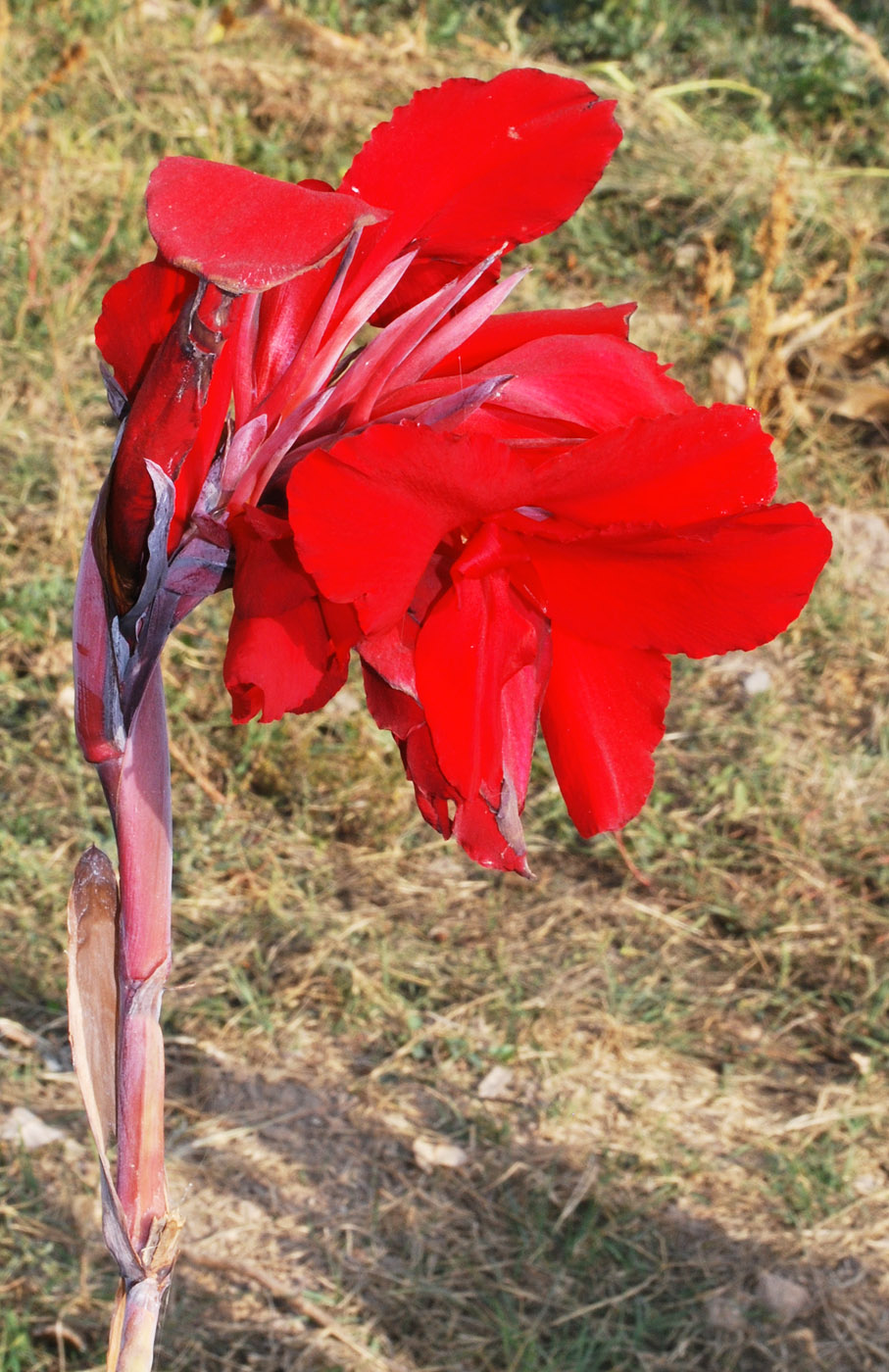 Image of Canna indica specimen.