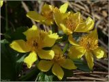 Caltha palustris. Цветки. Чувашия, окр. г. Шумерля, Кумашкинский заказник, Соколова поляна. 12 мая 2011 г.