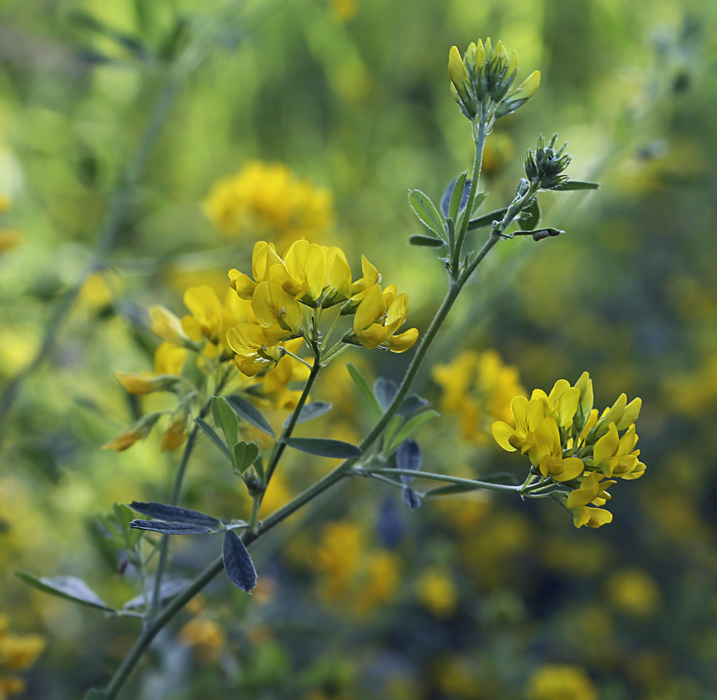 Image of Medicago falcata specimen.