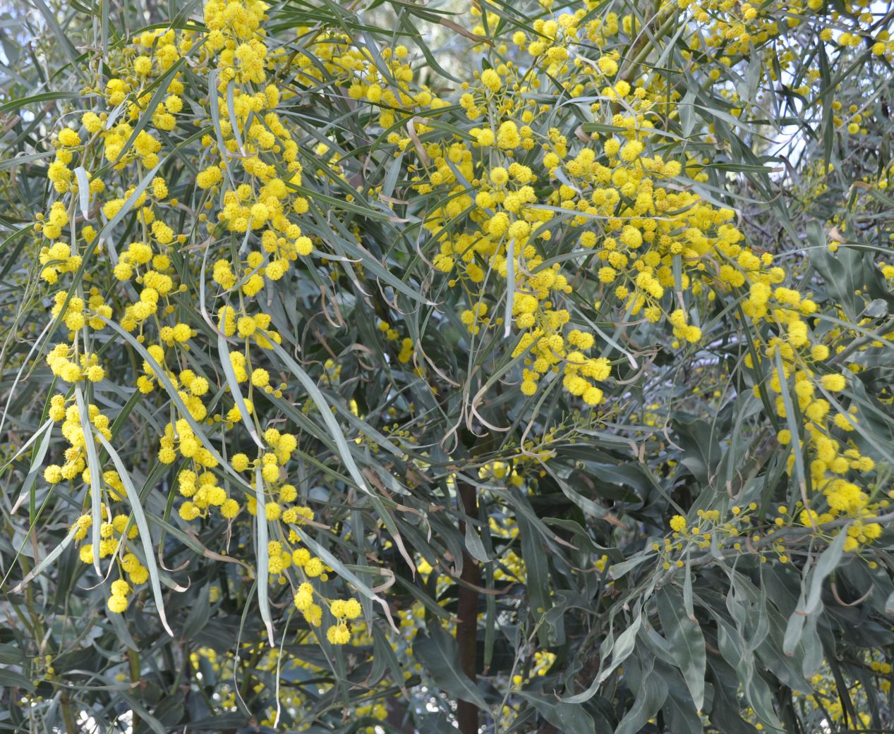 Image of Acacia saligna specimen.