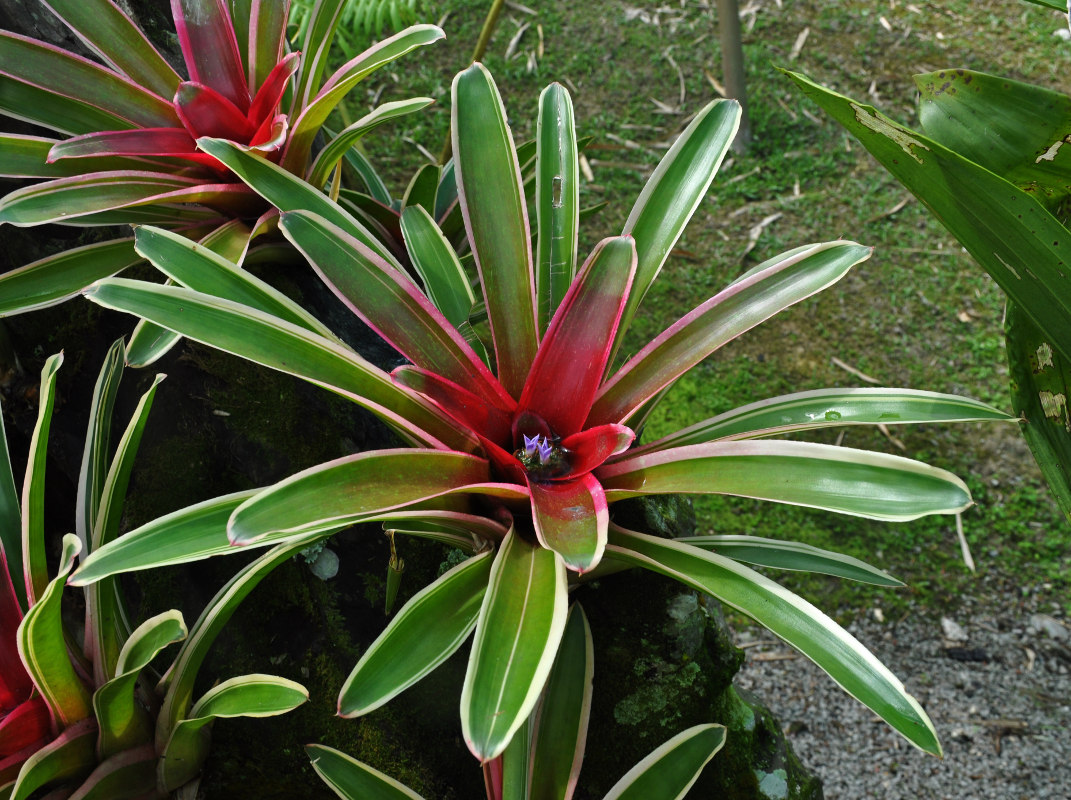 Image of genus Neoregelia specimen.