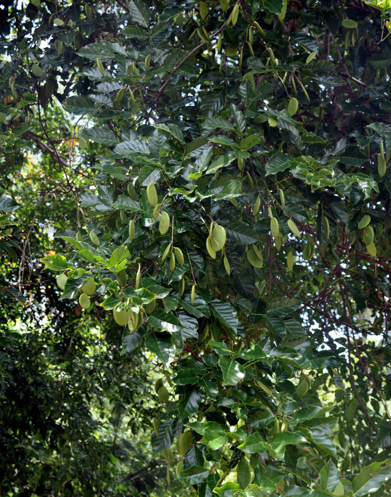 Image of Pongamia pinnata specimen.