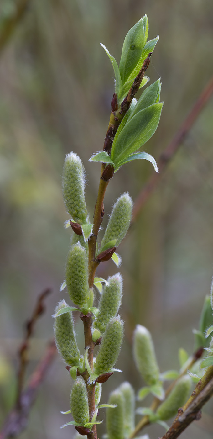 Изображение особи Salix starkeana.