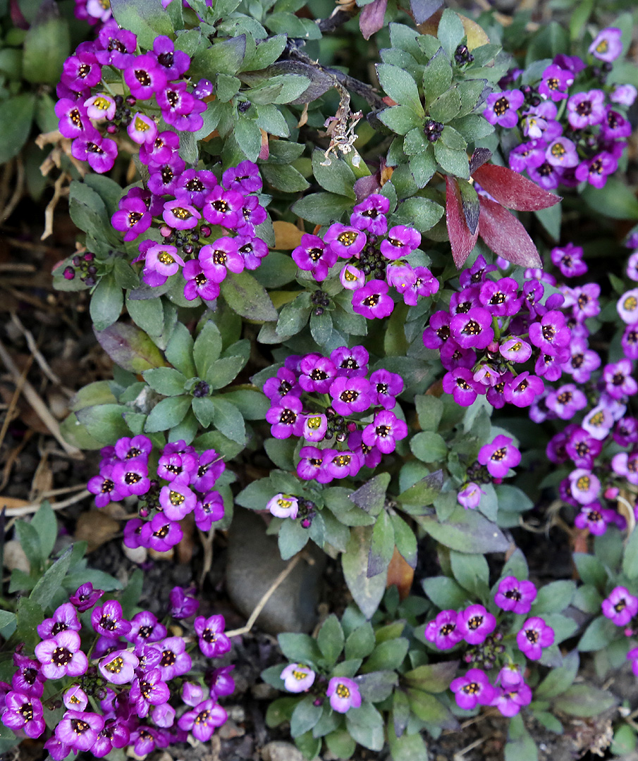 Image of Lobularia maritima specimen.