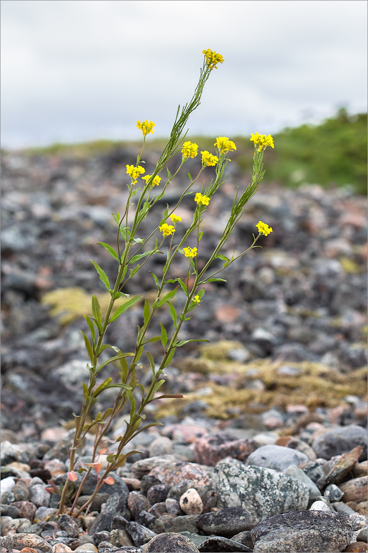 Изображение особи Erysimum hieraciifolium.