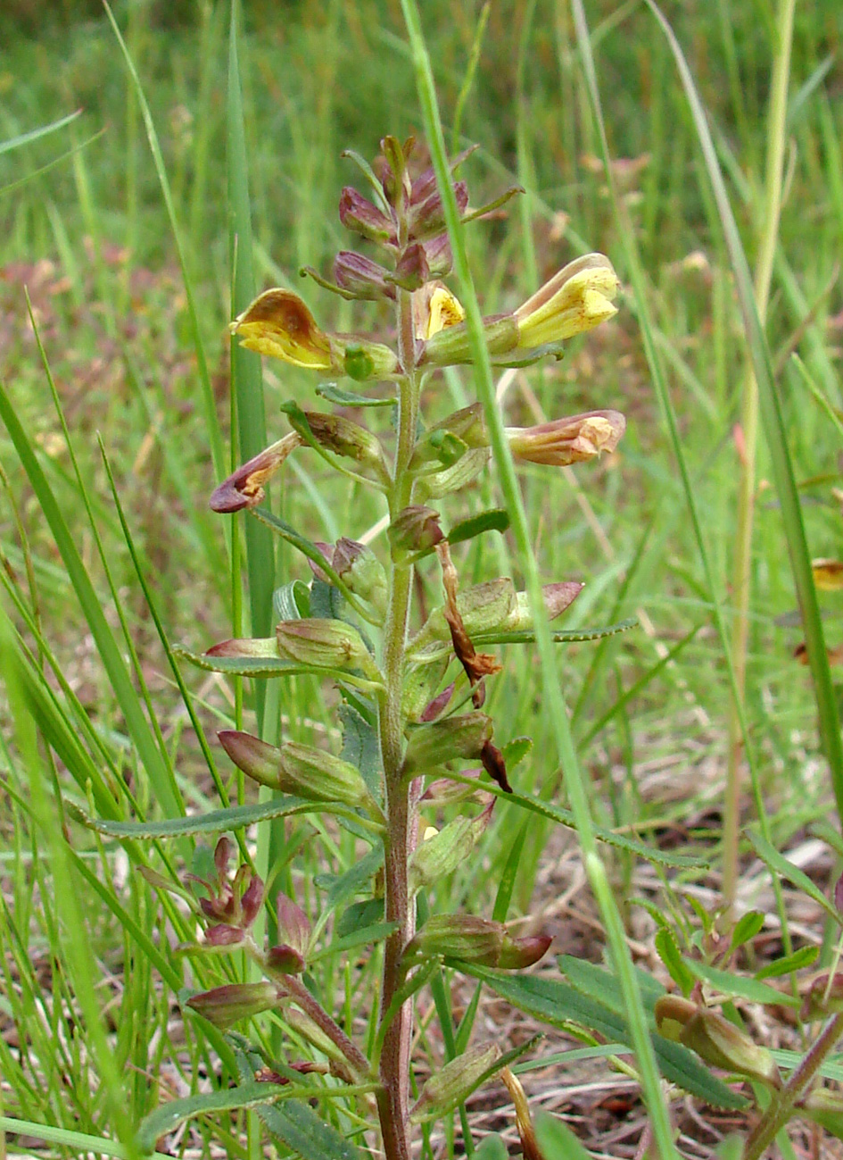 Image of Pedicularis labradorica specimen.