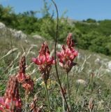 Onobrychis jailae. Соцветия. Крым, Ай-Петринская яйла. 16.05.2018.