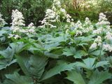 Смотреть изображение Rodgersia podophylla