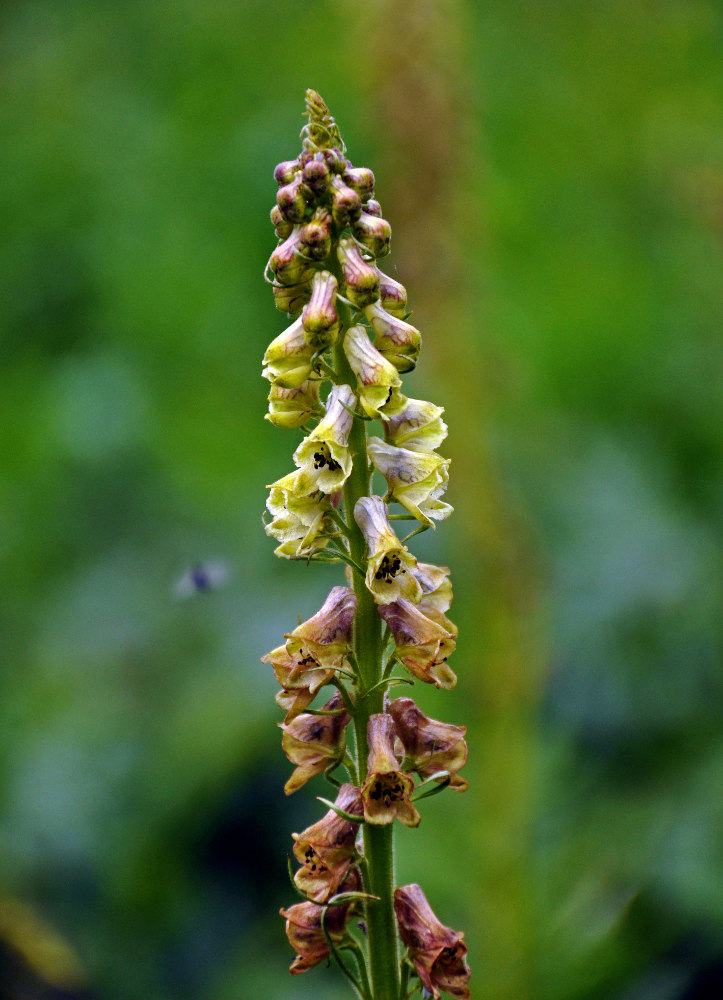 Image of Aconitum sajanense specimen.