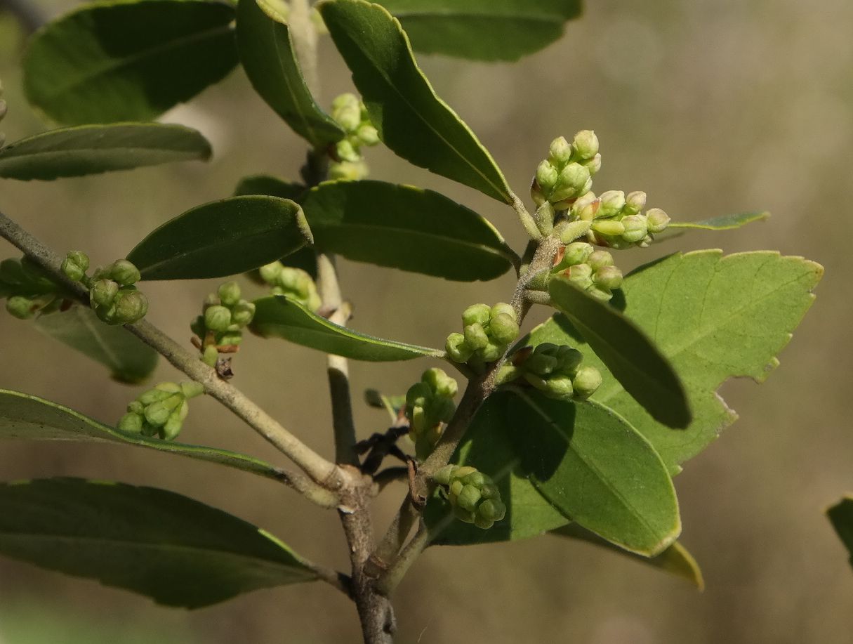 Image of Phillyrea latifolia specimen.