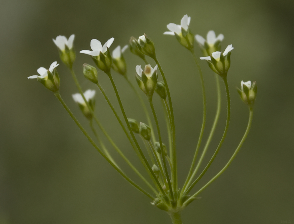 Image of Androsace septentrionalis specimen.