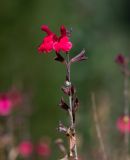 Salvia greggii. Верхушка соцветия. Израиль, Иудейские горы, г. Иерусалим, ботанический сад университета. 11.09.2019.