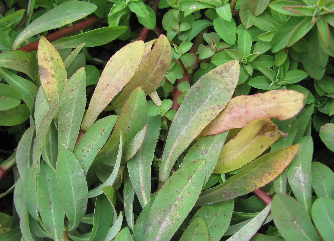 Image of Euphorbia stricta specimen.