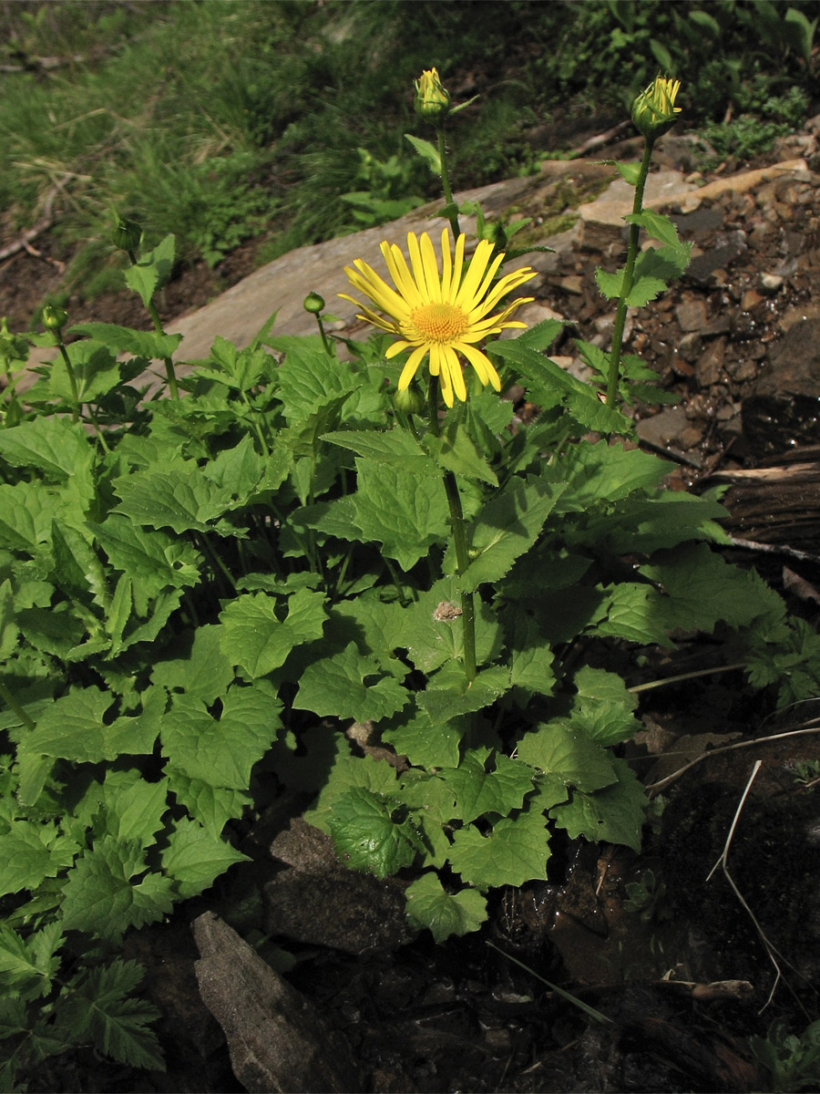 Image of Doronicum carpaticum specimen.