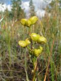 Scheuchzeria palustris. Верхушка плодоносящего растения. Окр. Архангельска, болото. 14.08.2011.