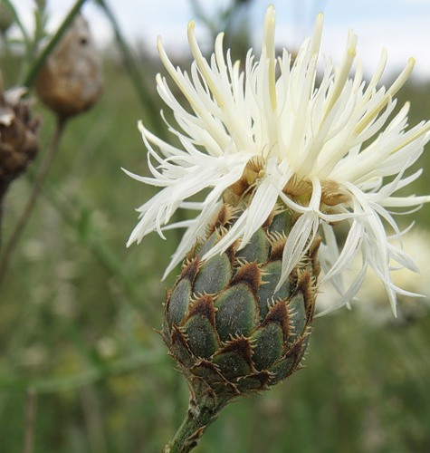 Image of genus Centaurea specimen.