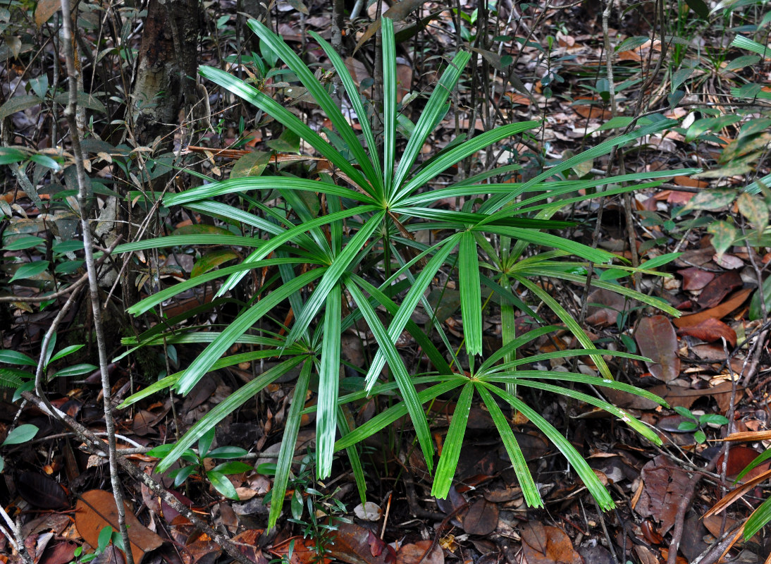 Image of Licuala bidentata specimen.