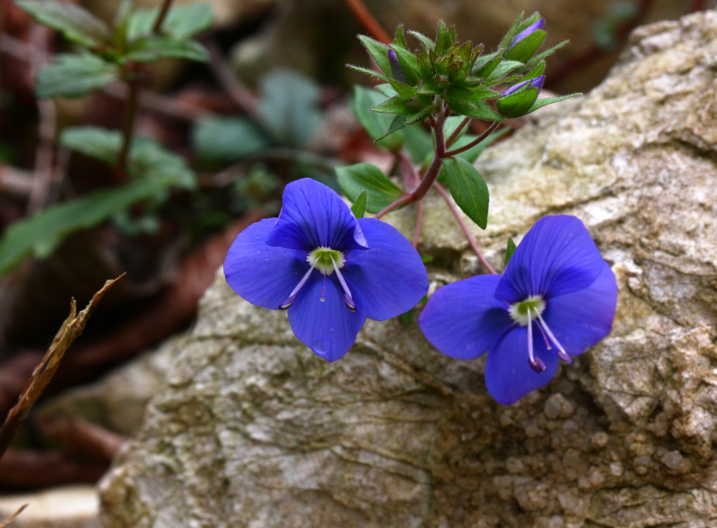 Image of Veronica umbrosa specimen.