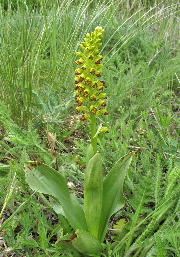 Image of Orchis punctulata specimen.