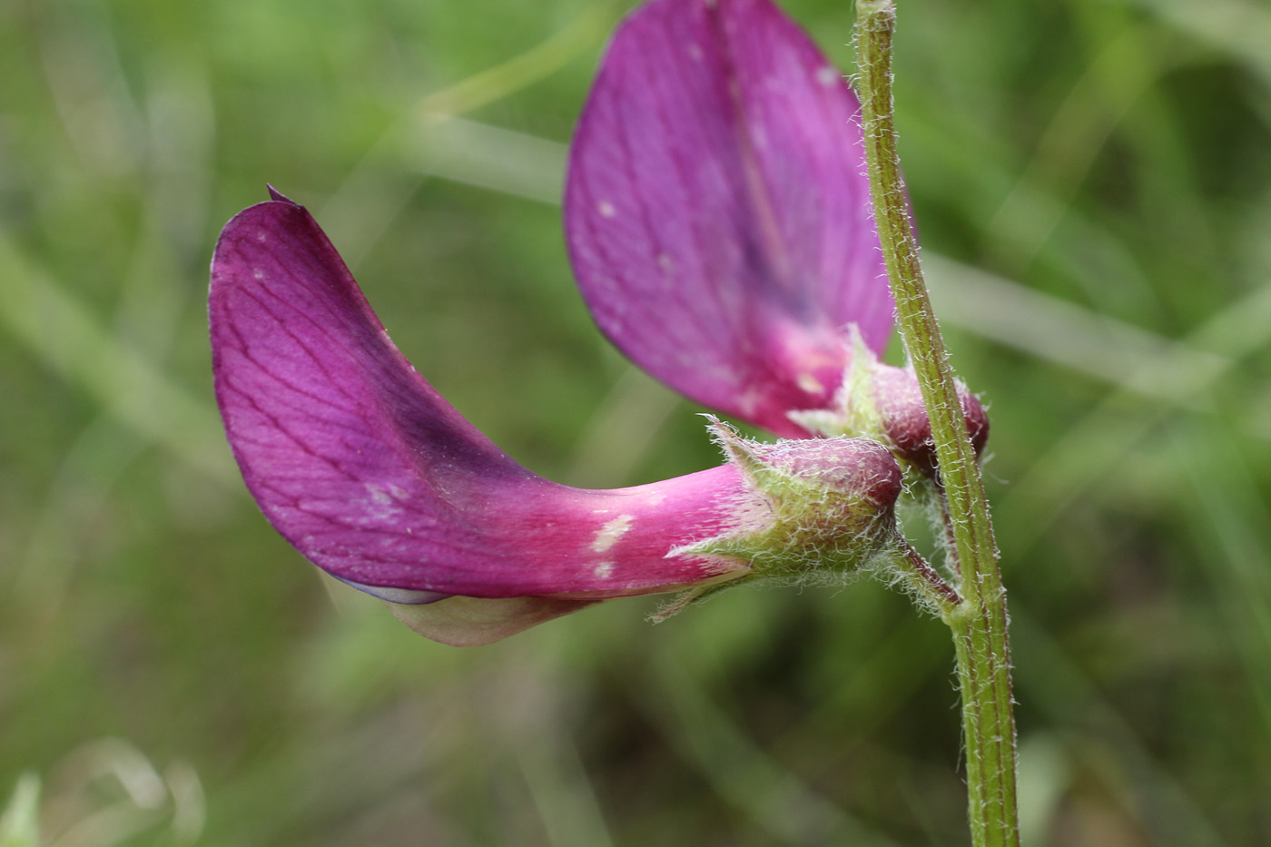 Image of Vicia subvillosa specimen.