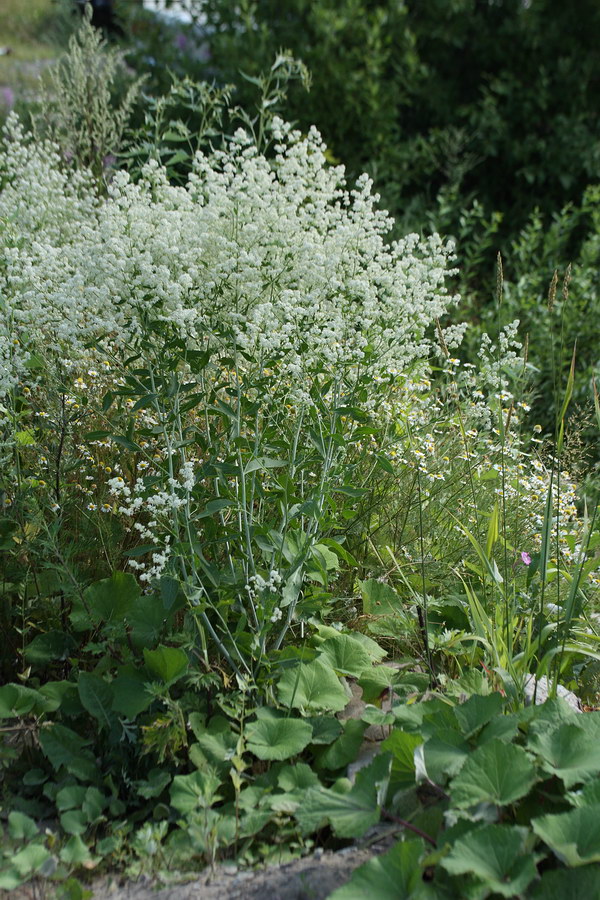 Изображение особи Lepidium latifolium.