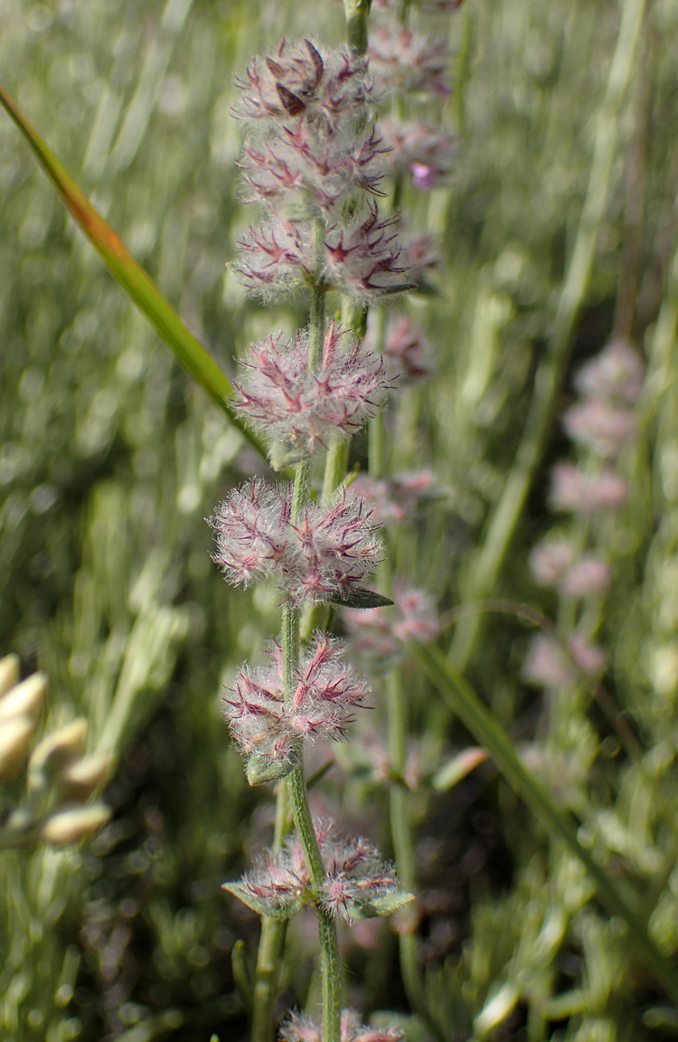 Image of Micromeria nervosa specimen.