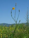 Tragopogon orientalis