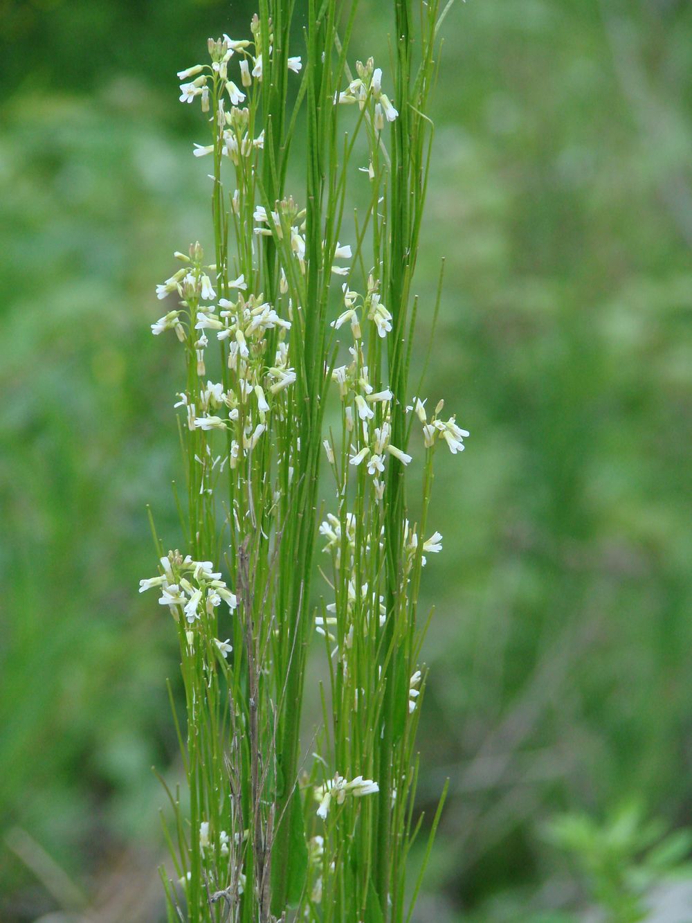 Изображение особи Arabis borealis.