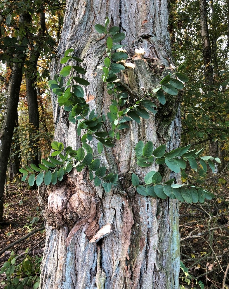 Изображение особи Robinia pseudoacacia.