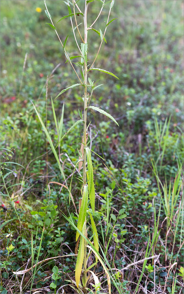 Изображение особи Carlina fennica.