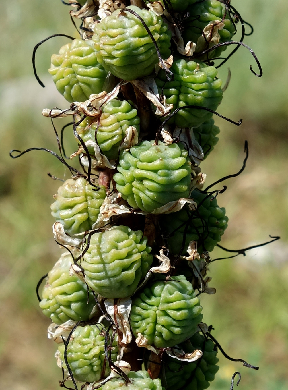 Image of Eremurus cristatus specimen.