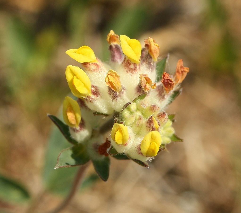 Image of Anthyllis vulneraria specimen.