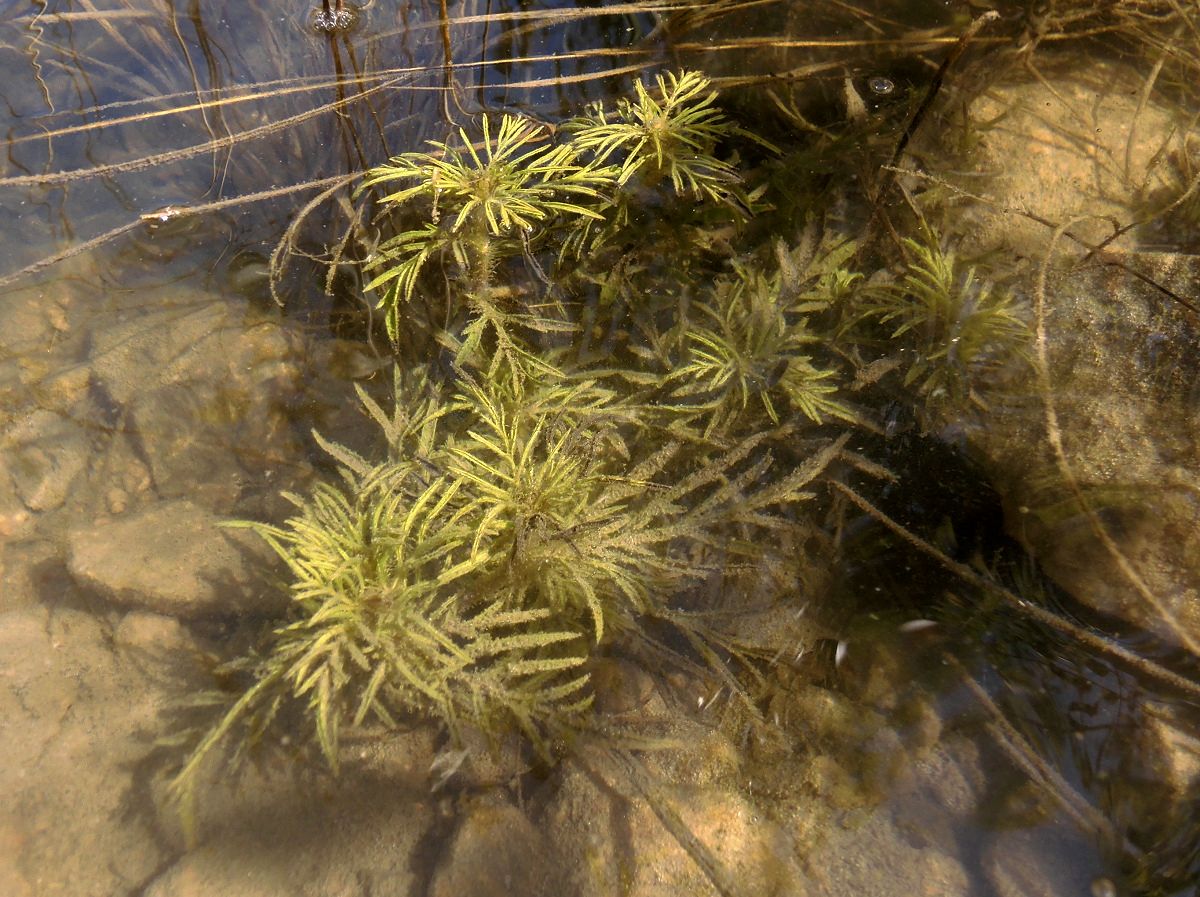 Image of Ambrosia artemisiifolia specimen.