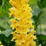 Orobanche ingens