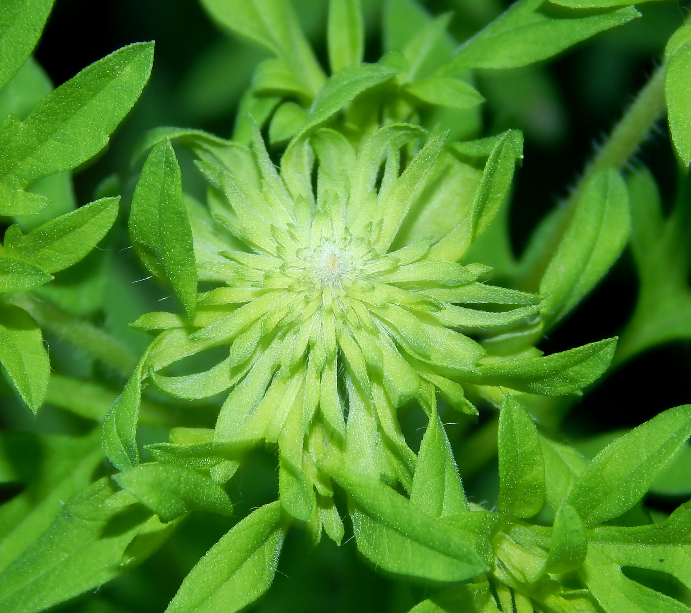 Image of Ambrosia artemisiifolia specimen.