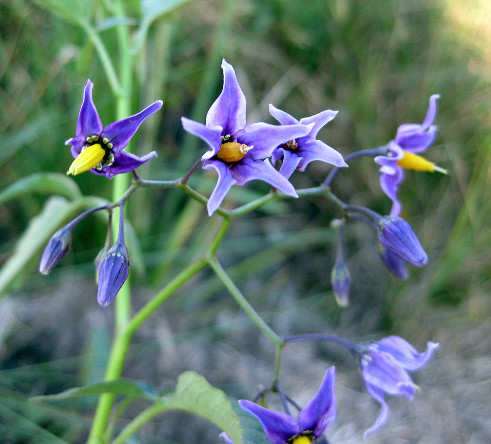 Изображение особи Solanum dulcamara.