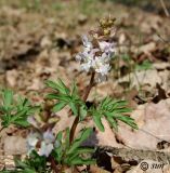 Corydalis marschalliana