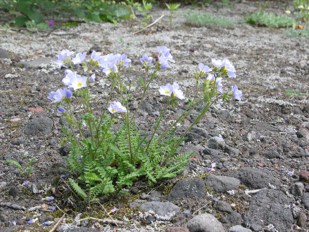 Изображение особи Polemonium boreale.