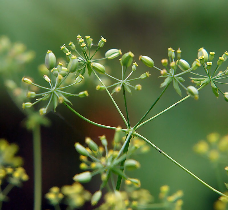 Image of Bupleurum longiradiatum specimen.