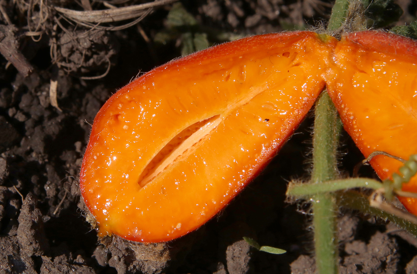 Image of Thladiantha dubia specimen.